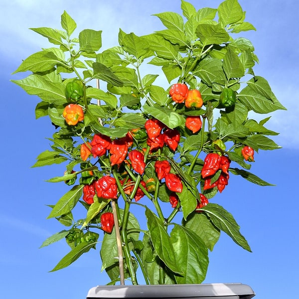 Chilli Seed