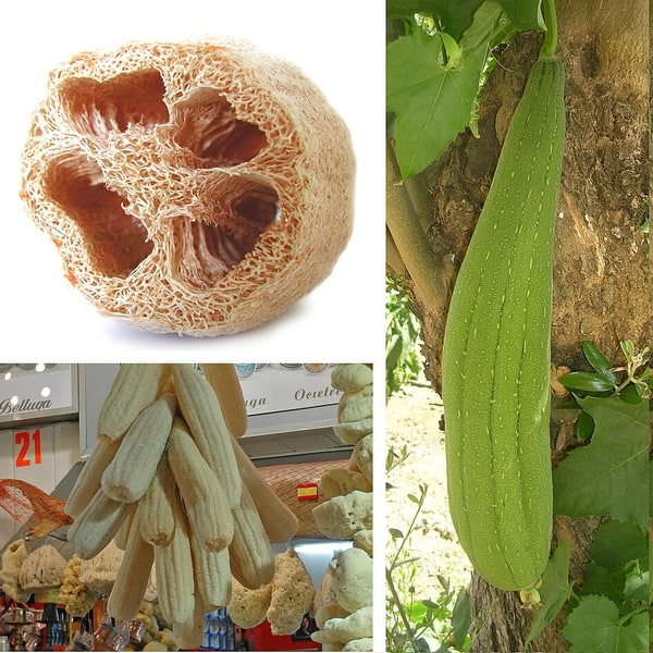 Ridge Gourd Seed