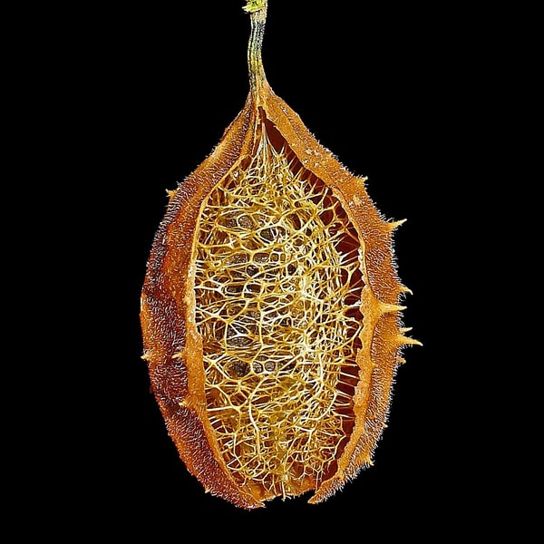 Sponge Gourd Seed