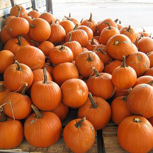 Pumpkin Seed