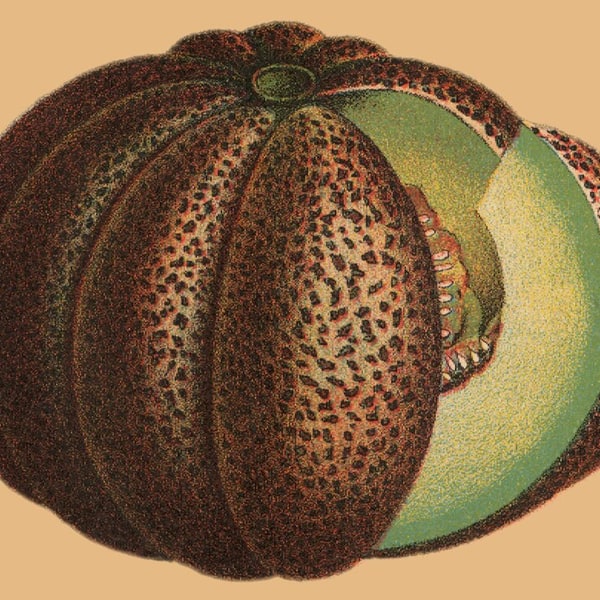 Muskmelon Seed