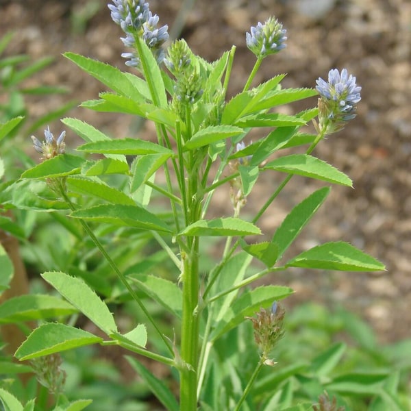 Fenugreek Seed for sowing