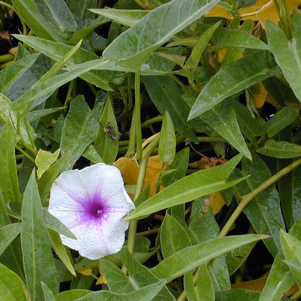 Spinach Seed