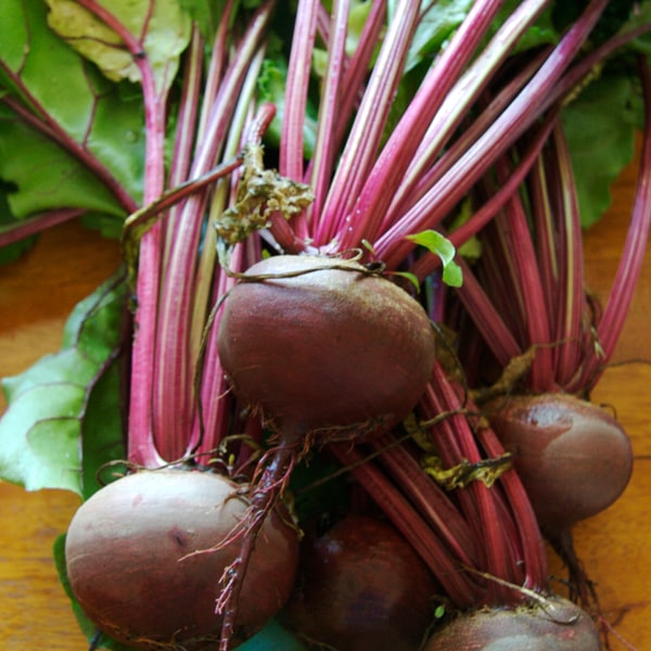 Beetroot Seed