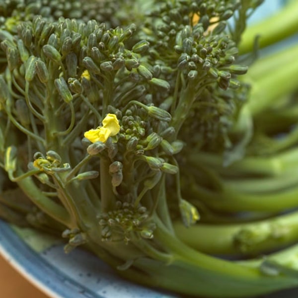 Broccoli Seed
