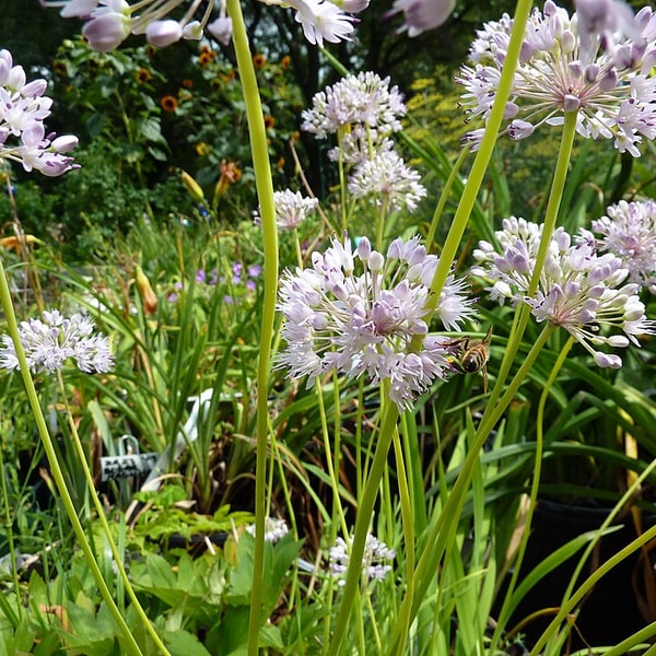 Garlic Chive Seed