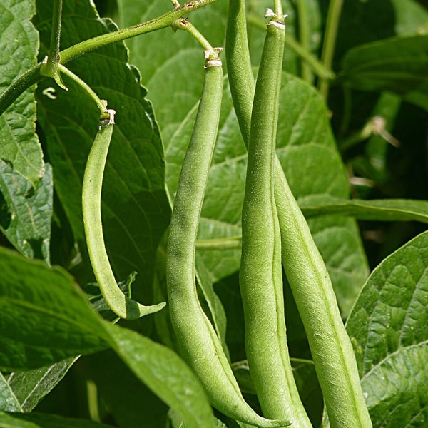 French Bean Seed