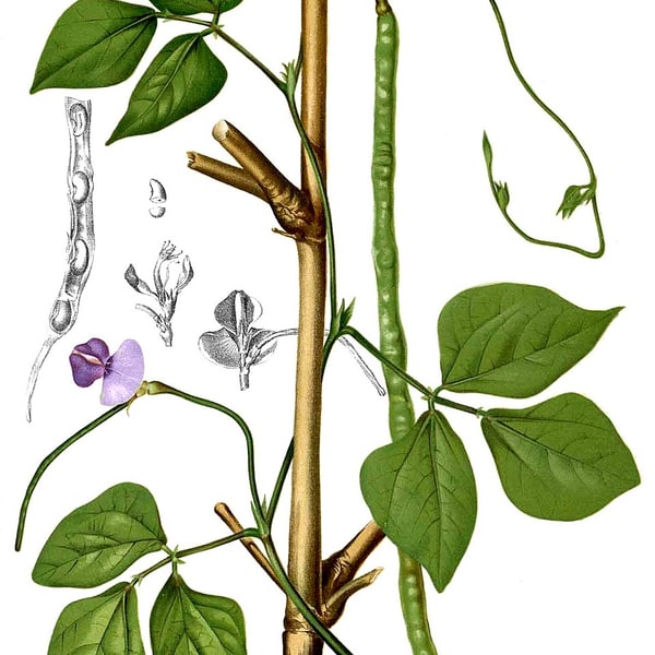 Cowpea Seed