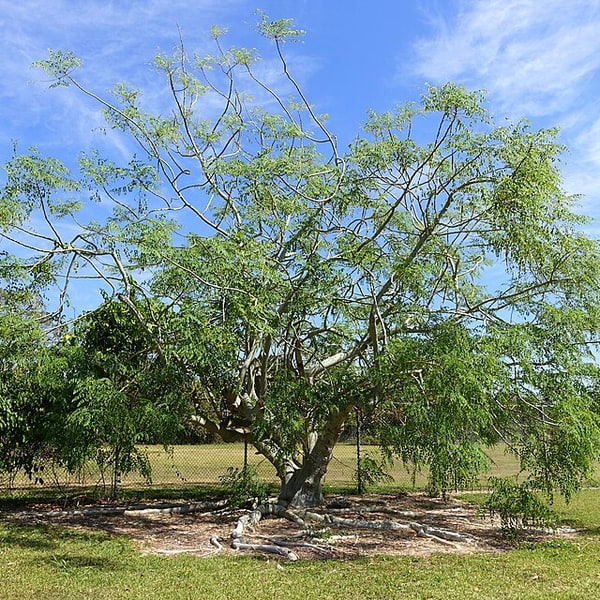 Drumstick/Moringa Seed