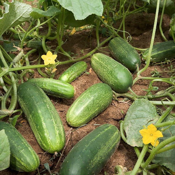 Hybrid Cucumber Seed