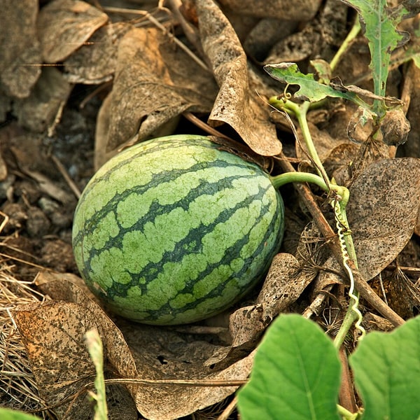 Hybrid Watermelon Seed