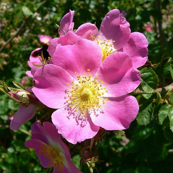 Rose Seed