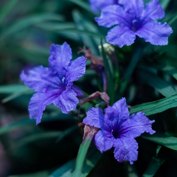 Petunia Seed
