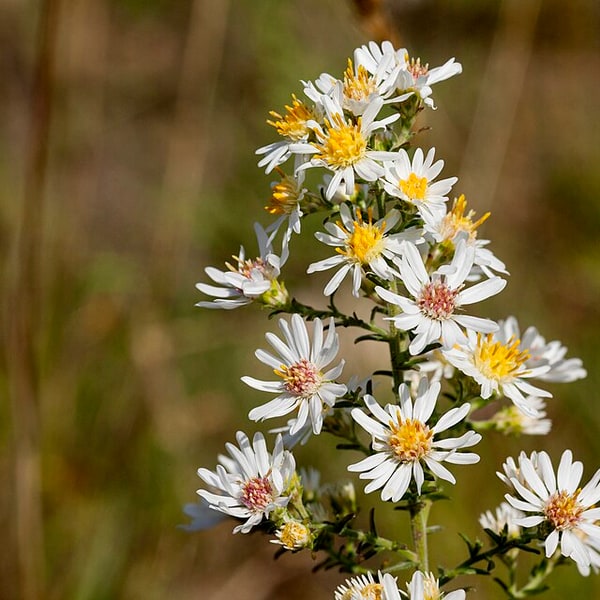 Aster Seed