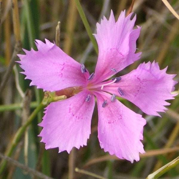 Carnation Seed