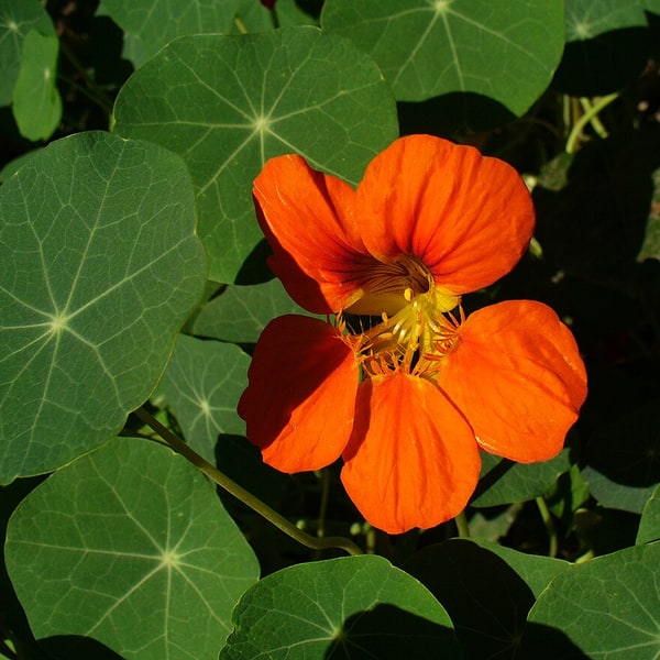 Nasturtium Seed