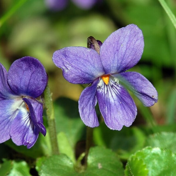 Pansy Seed