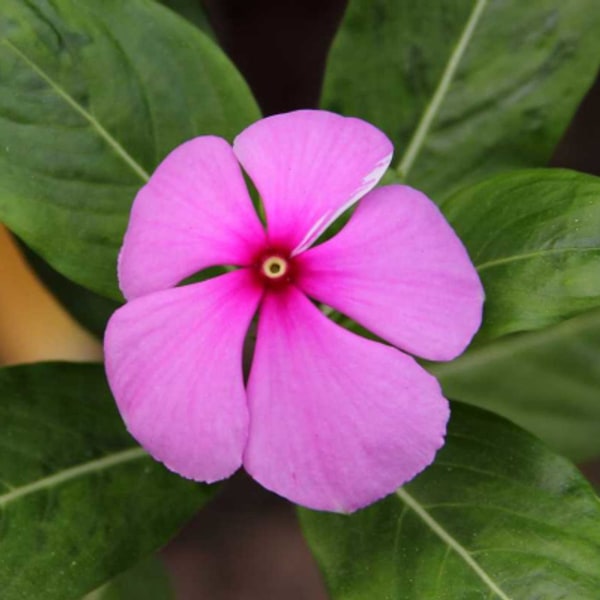 Vinca Seed