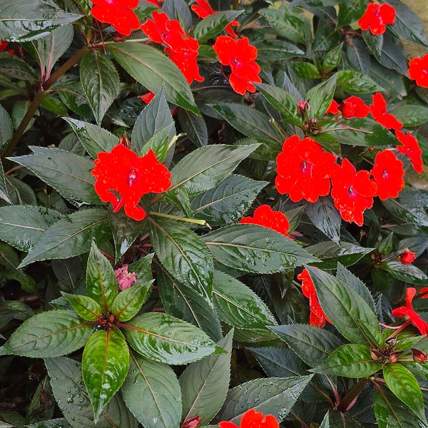 Impatiens Seed