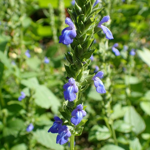 Salvia Seed
