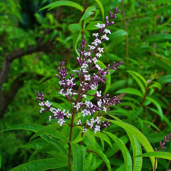 Verbena Seed