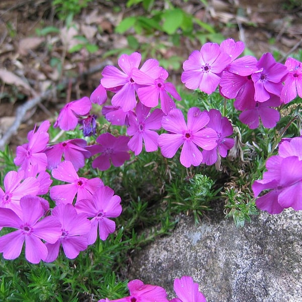 Phlox Seed