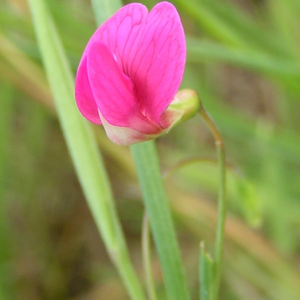 Sweet Pea Seed