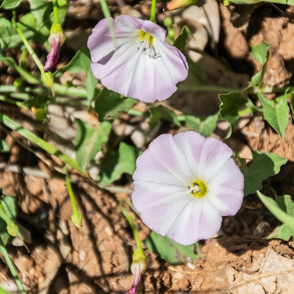 Morning Glory Seed