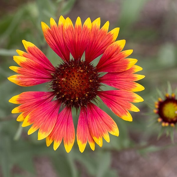 Gaillardia Seed
