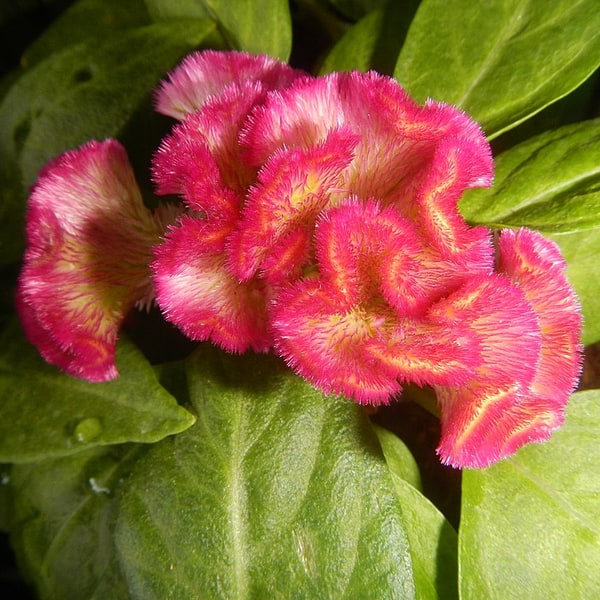 Celosia Seed