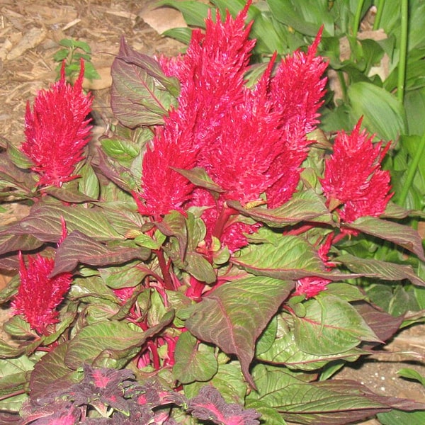 Cockscomb Seed