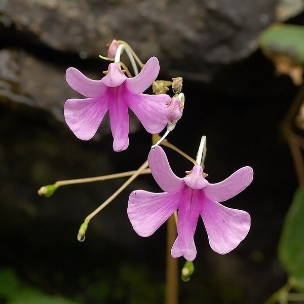 Balsam Seed