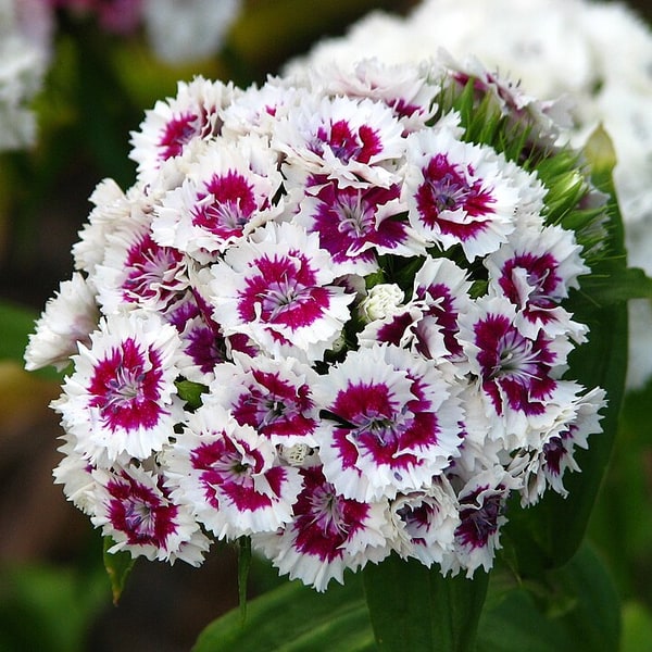 Dianthus Seed