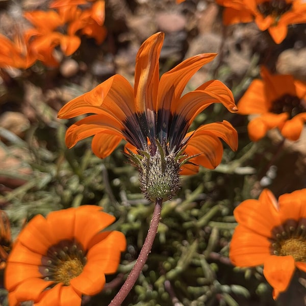 Gazania Seed
