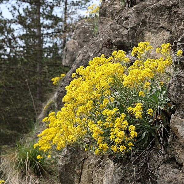 Alyssum Seed