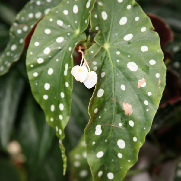 Begonia Seed