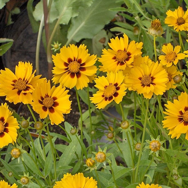 Coreopsis Seed