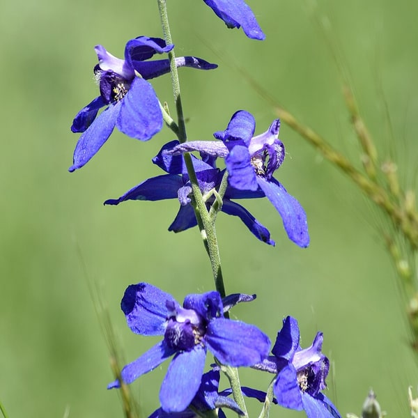 Delphinium Seed