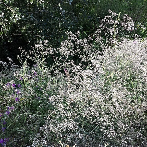 Gypsophila Seed