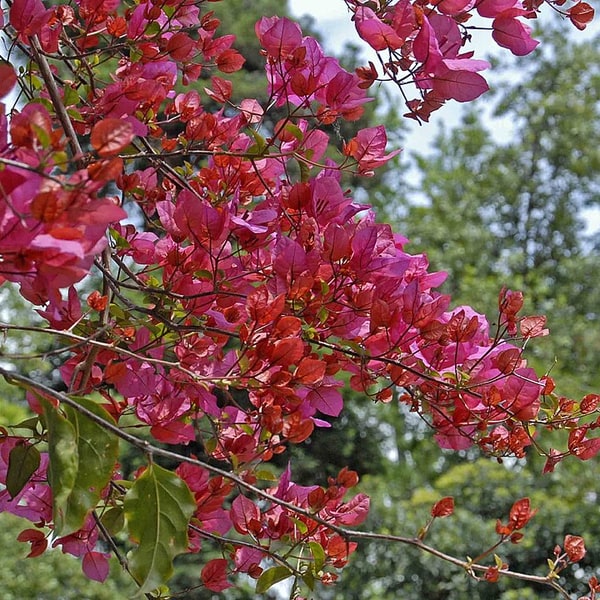 Bougainvillea Seed