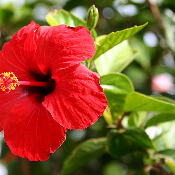 Hibiscus Seed
