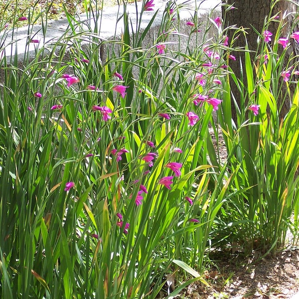 Gladiolus Seed