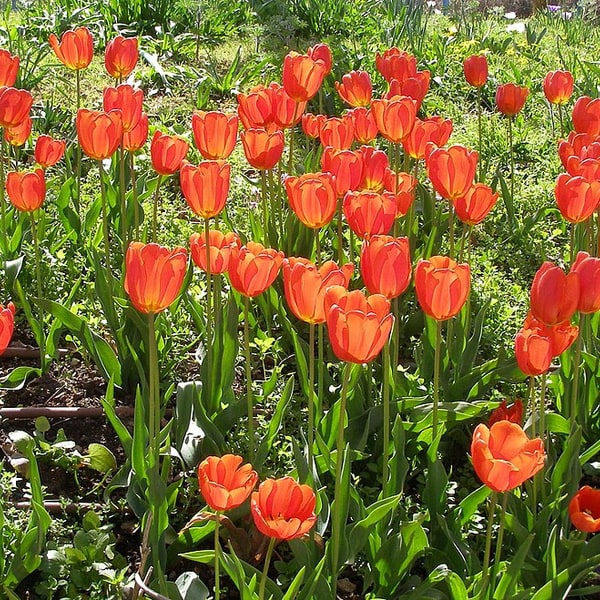 Tulip Seed