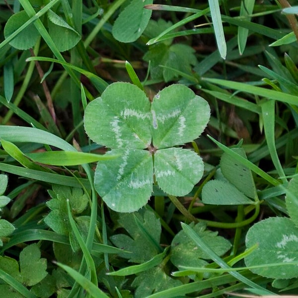 Clover Seed