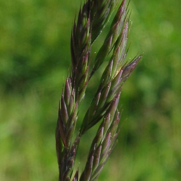 Fescue Seed