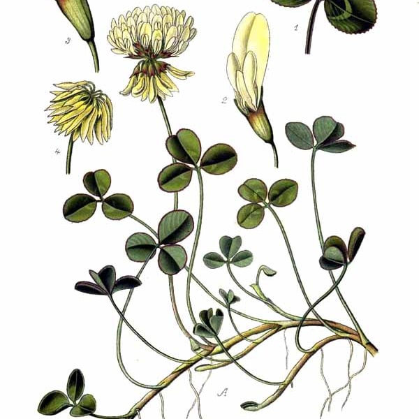 Berseem Seed