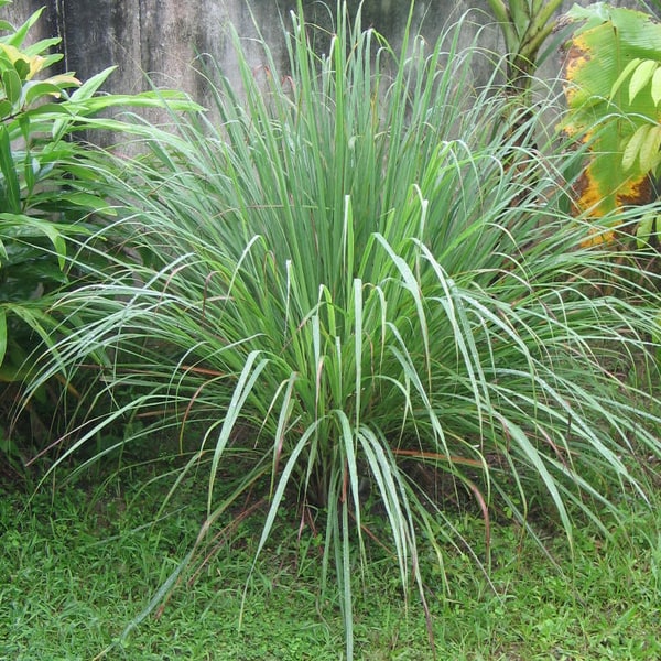 Guinea Grass Seed