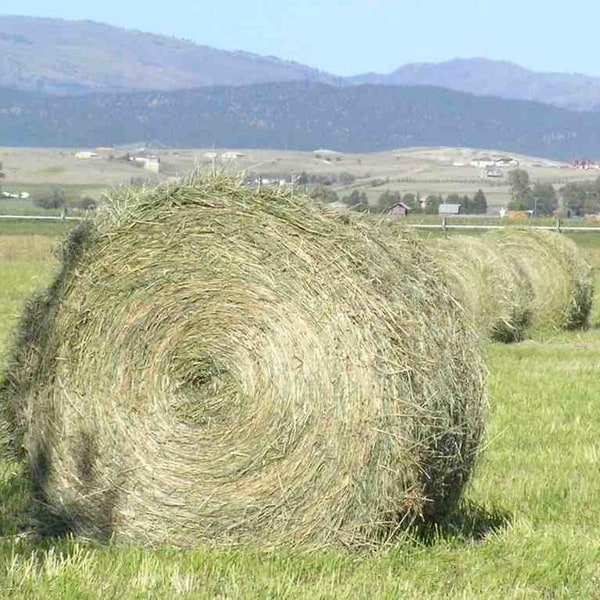 Cowpea Fodder Seed