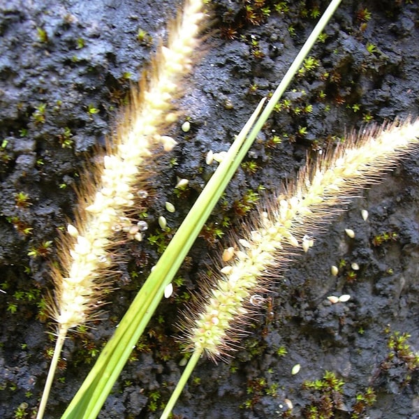 Setaria Grass Seed