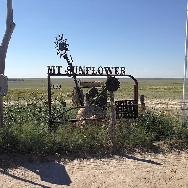 Fodder Sunflower Seed
